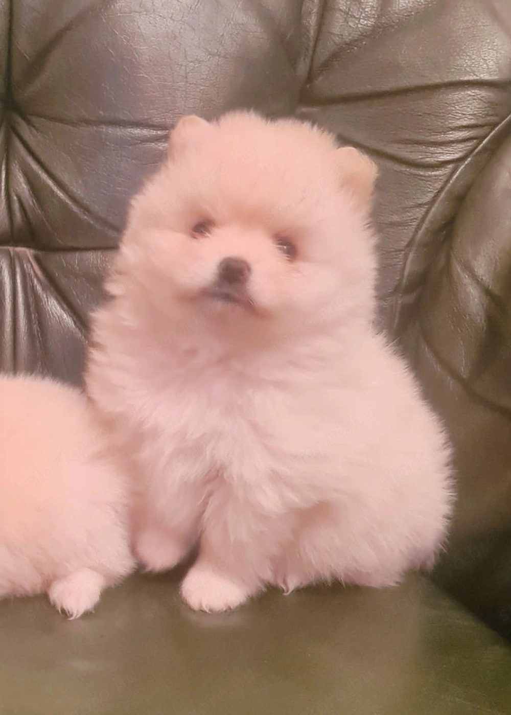 Csodaszép pomerániai kislány eladó