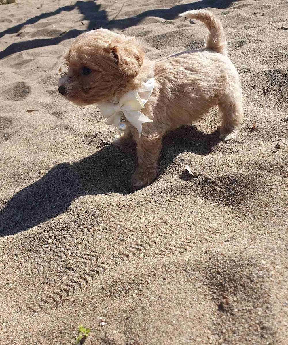 Maltipoo kölyök kiskutya 