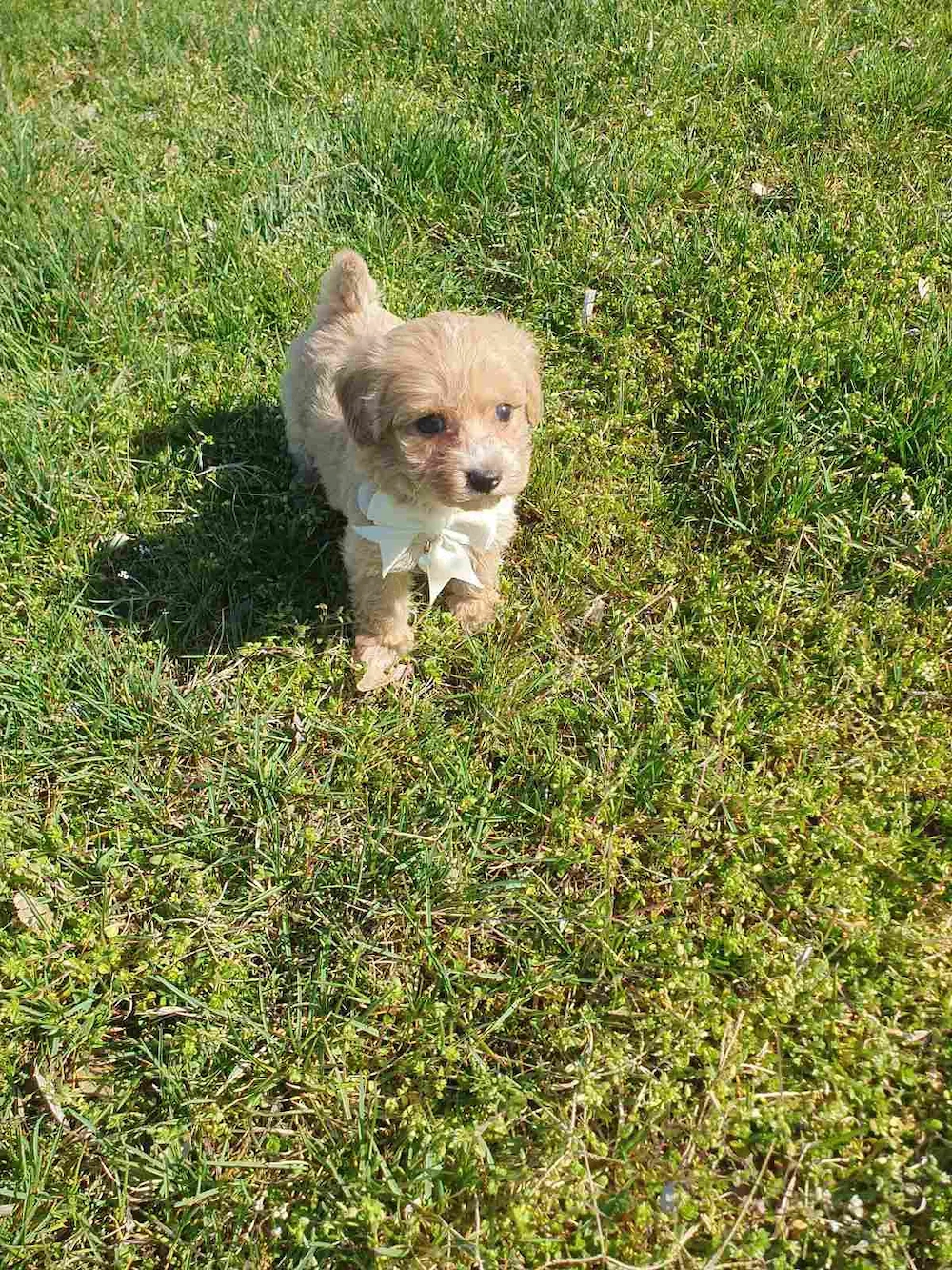 Maltipoo kislány kölyök