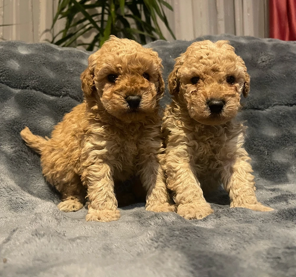 Toy uszkár kiskutyák