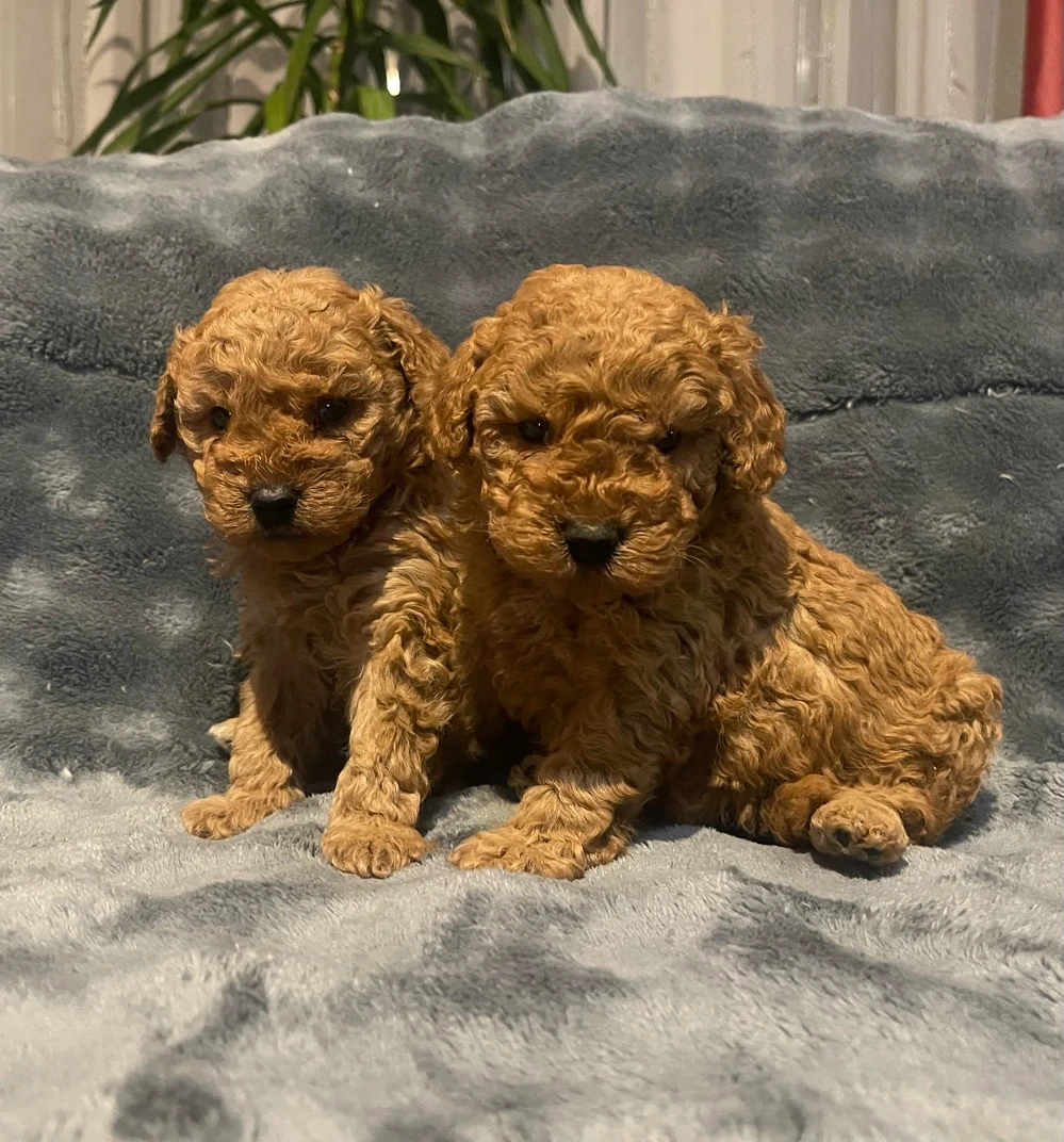 Toy uszkár kiskutyák