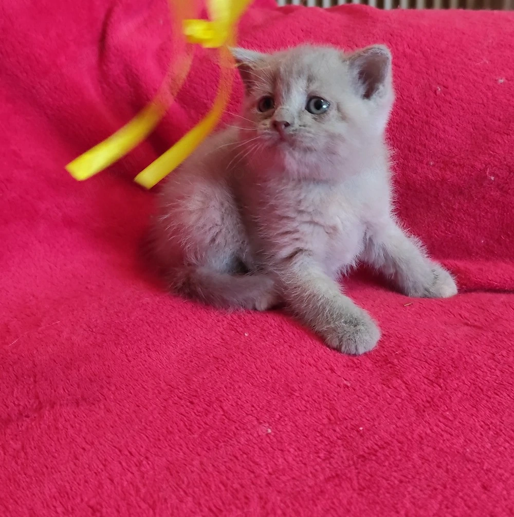 lila krém brit kislányok