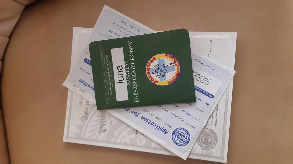 Törzskönyves American Bully