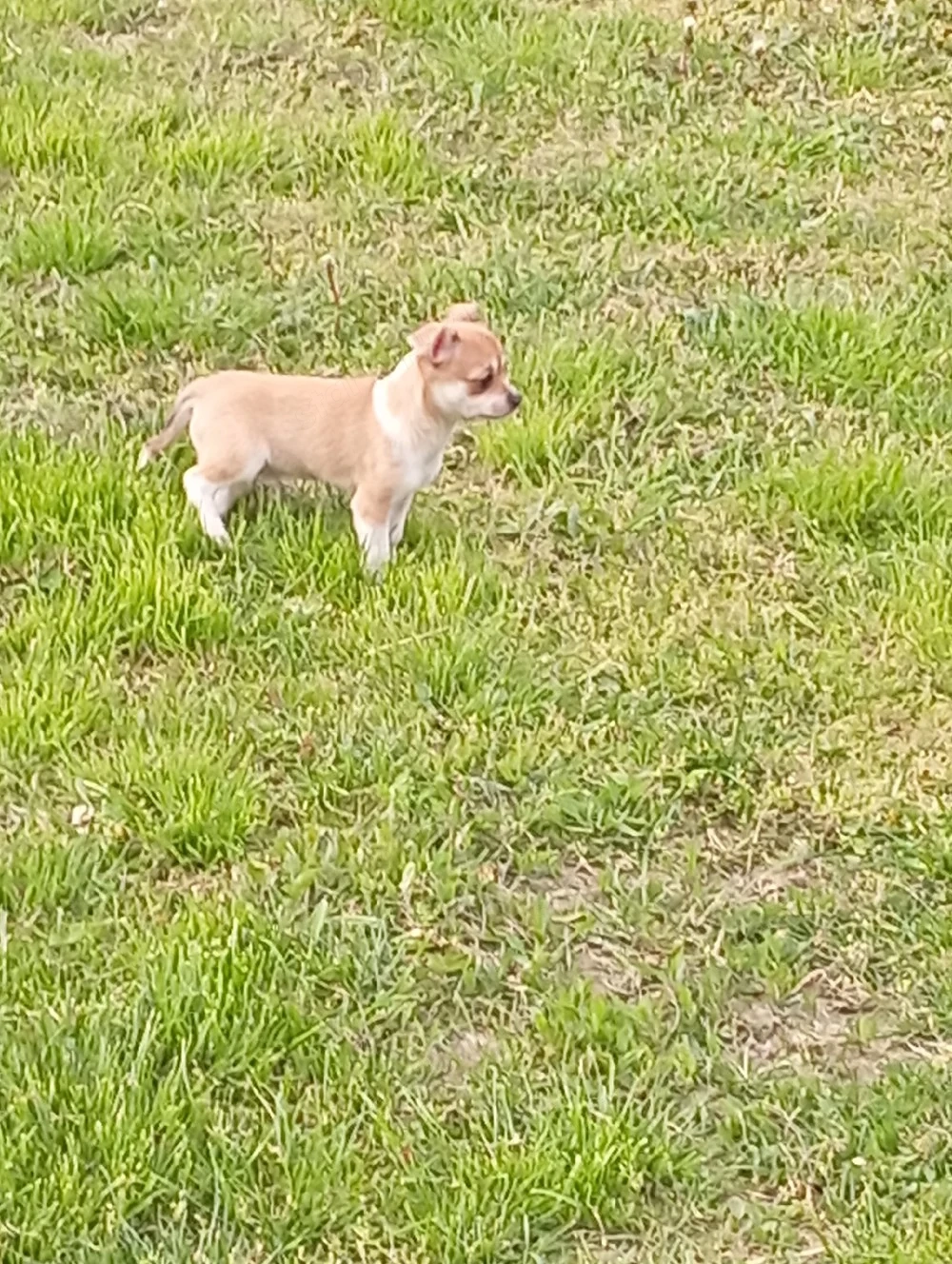 Chiuvava kiskutyák.