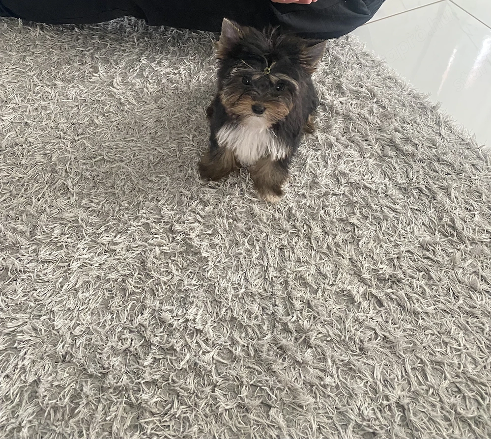 Yorkhshire terier kiskutya