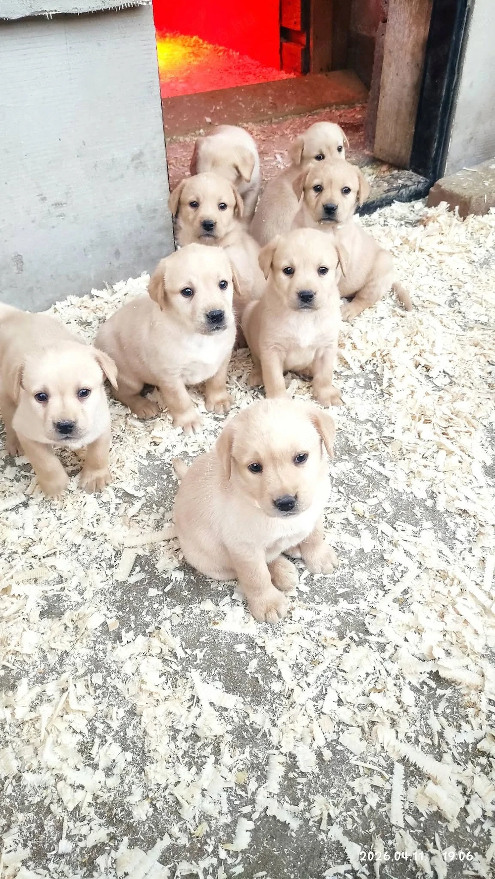 Labrador retriever kiskutyák 