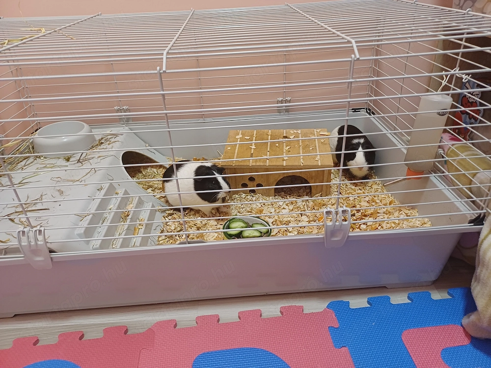 Tengeri malacok Ingyen