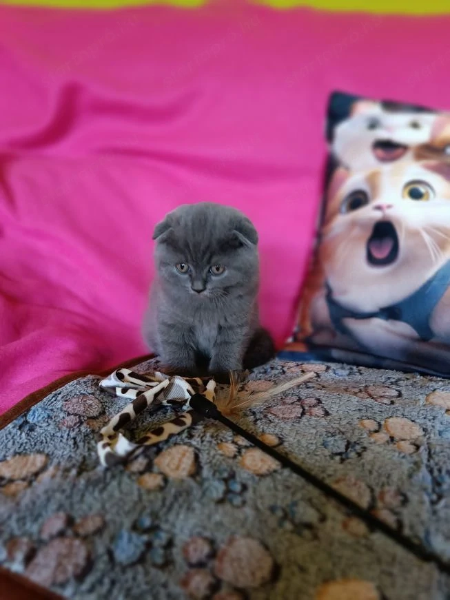 Skót lógófülű gyönyörű kiscicák szerető gazdikat keresnek! 