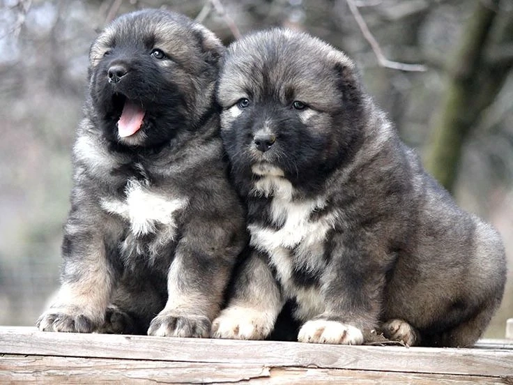 Kaukázusi juhászkutya 