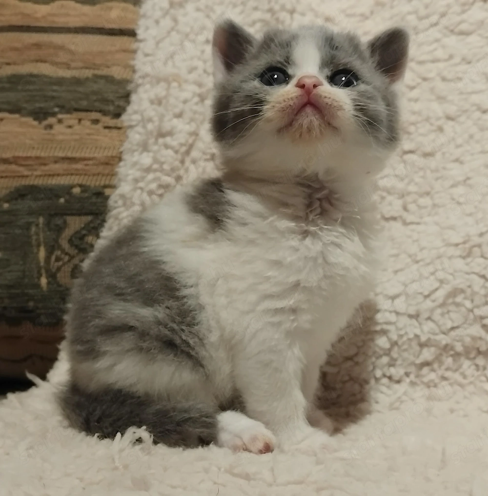 Brit kiscica foglalható