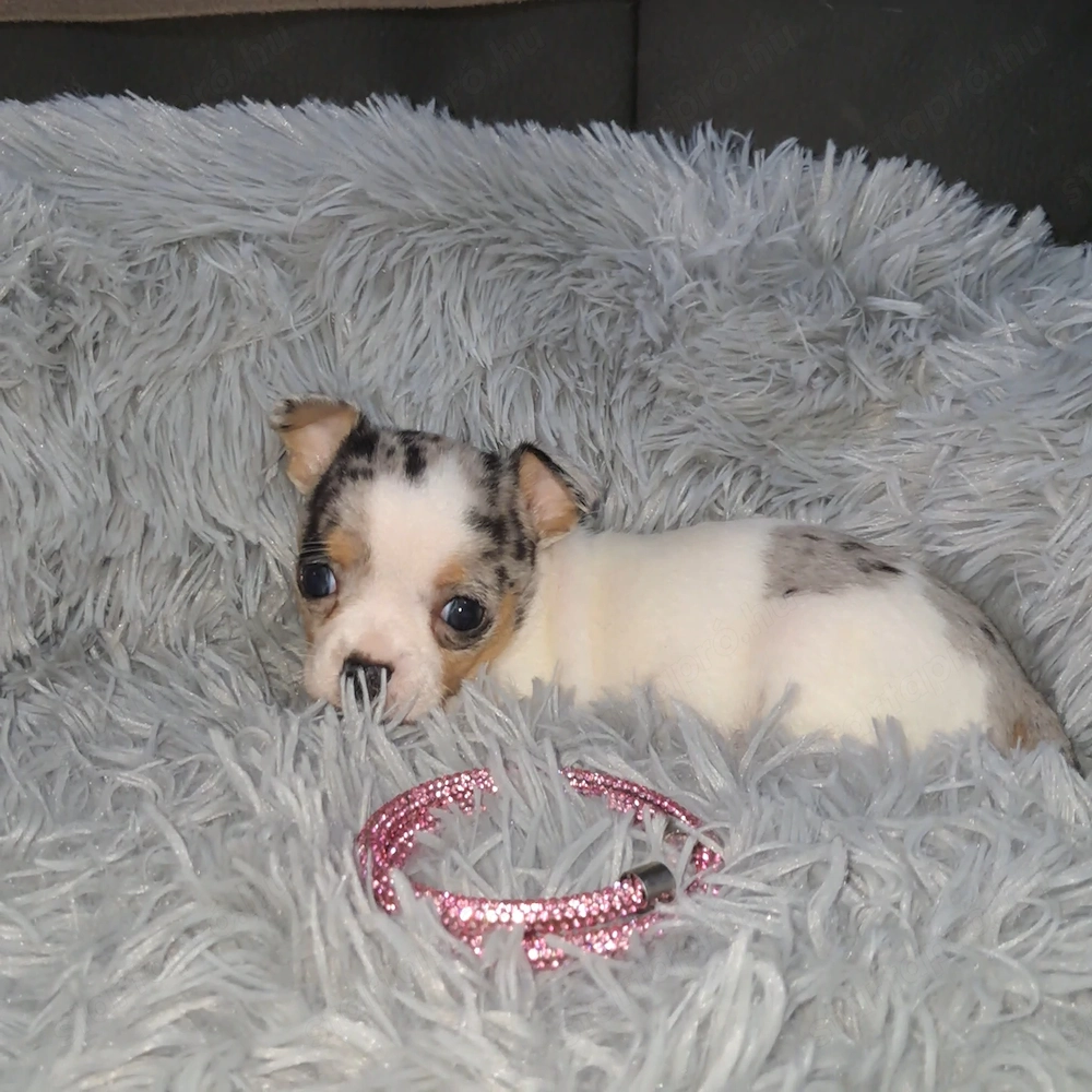 Gyönyörű csivava kislányok foglalhatók