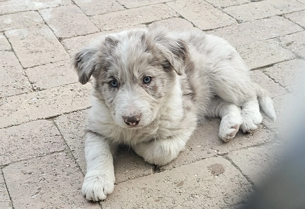 Csoki merle border collie