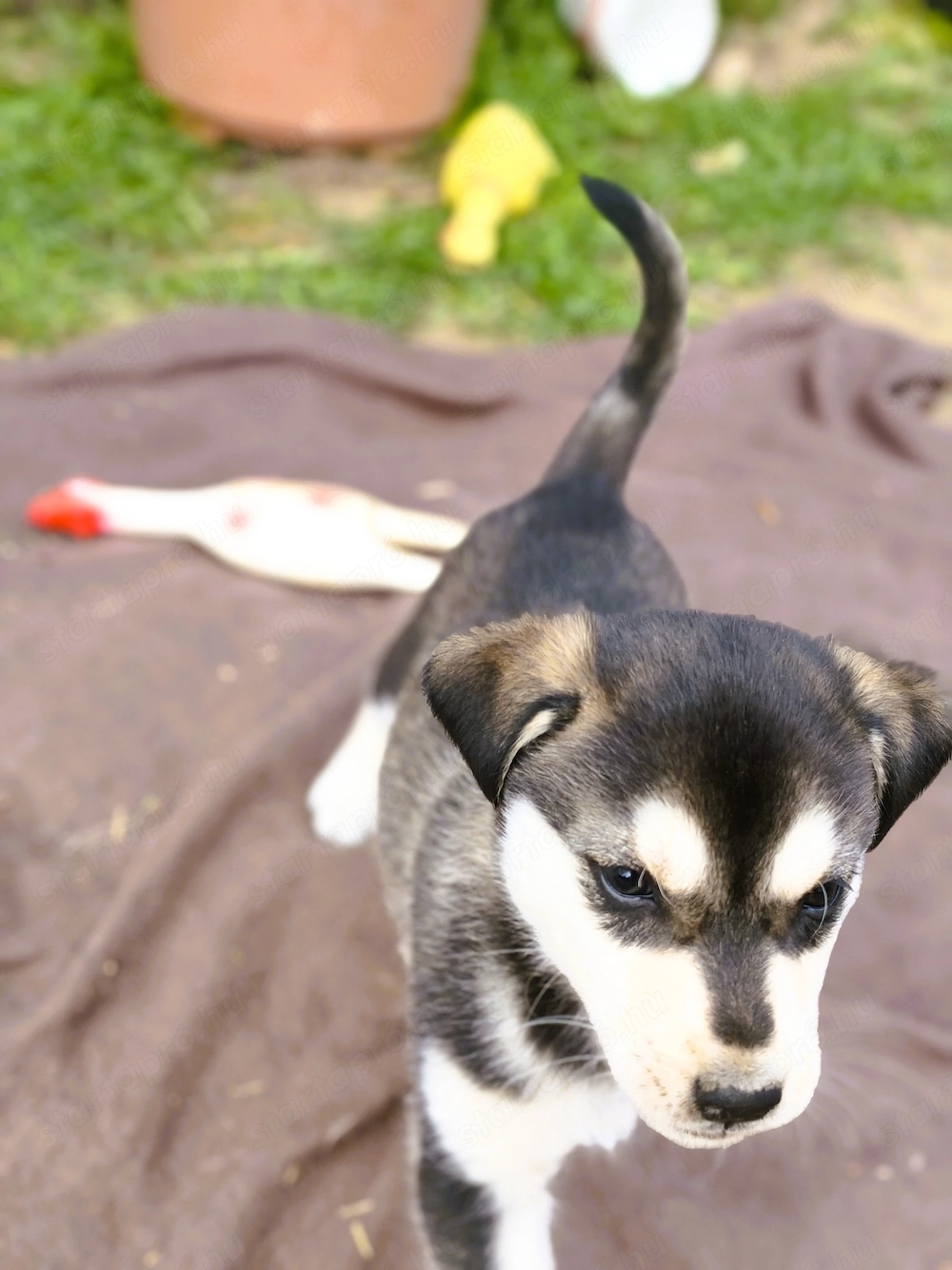  Eladó Husky - Rottweiler kiskutyák