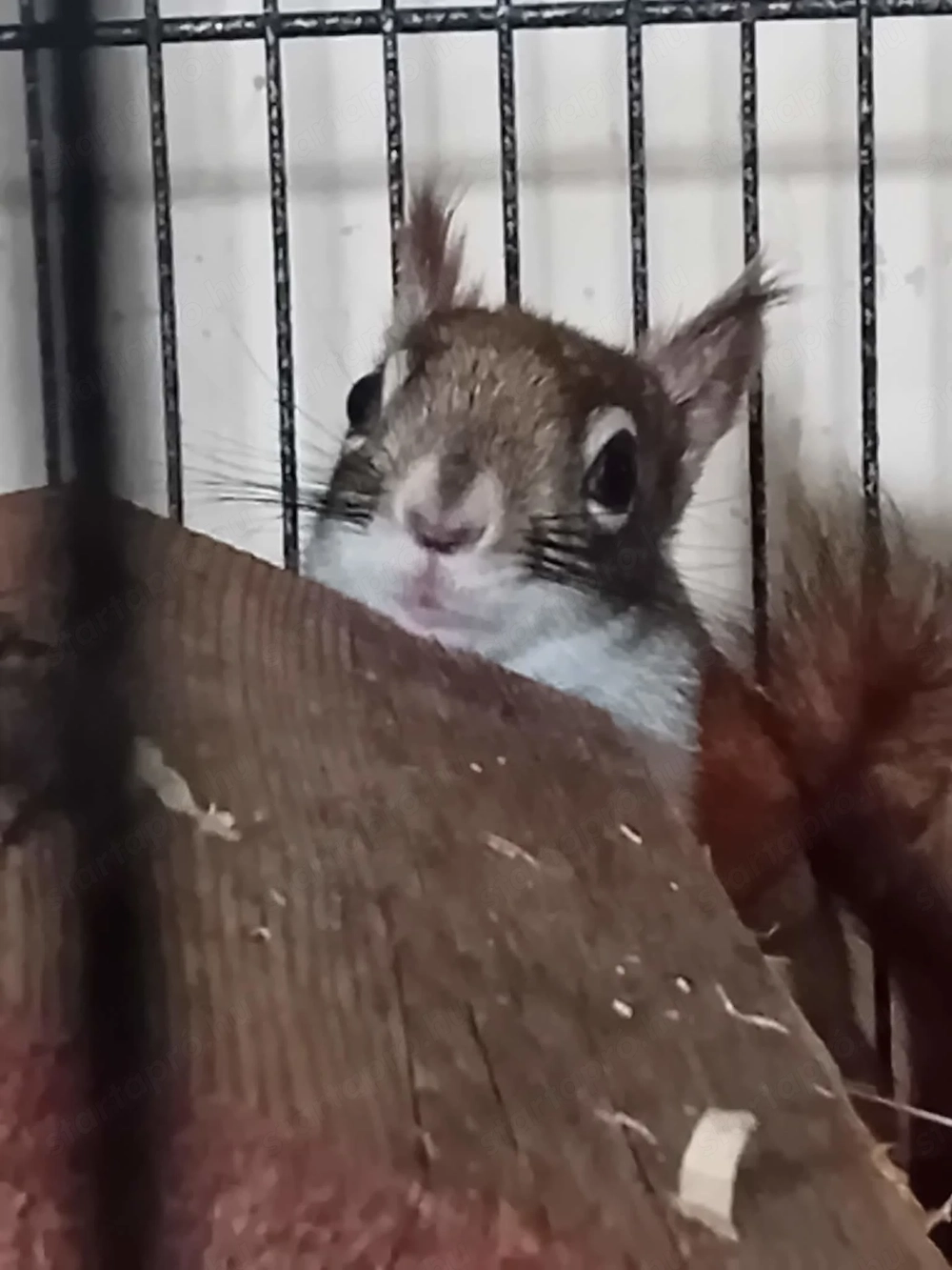 Kanadai mókus cuki pofa be rendezett nagy ketrecével együtt 