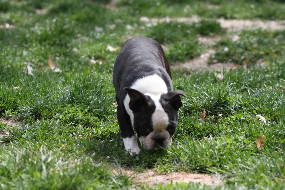 Eladó Boston terrier kiskutyák!