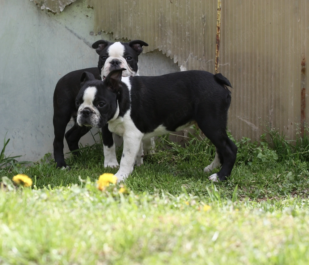 Eladó Boston terrier kiskutyák!