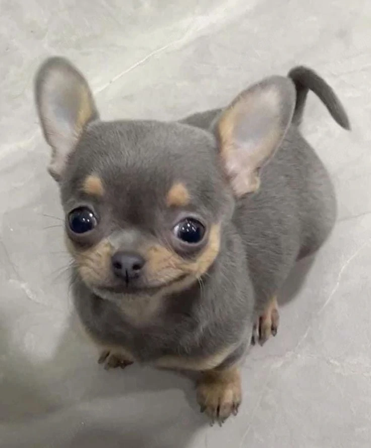 Keresek felnőtt csivava szukát megvételre!