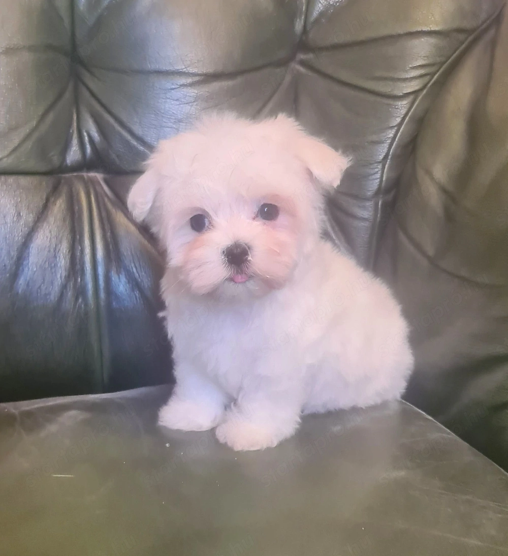 Fajtiszta máltai selyem kisfiú eladó