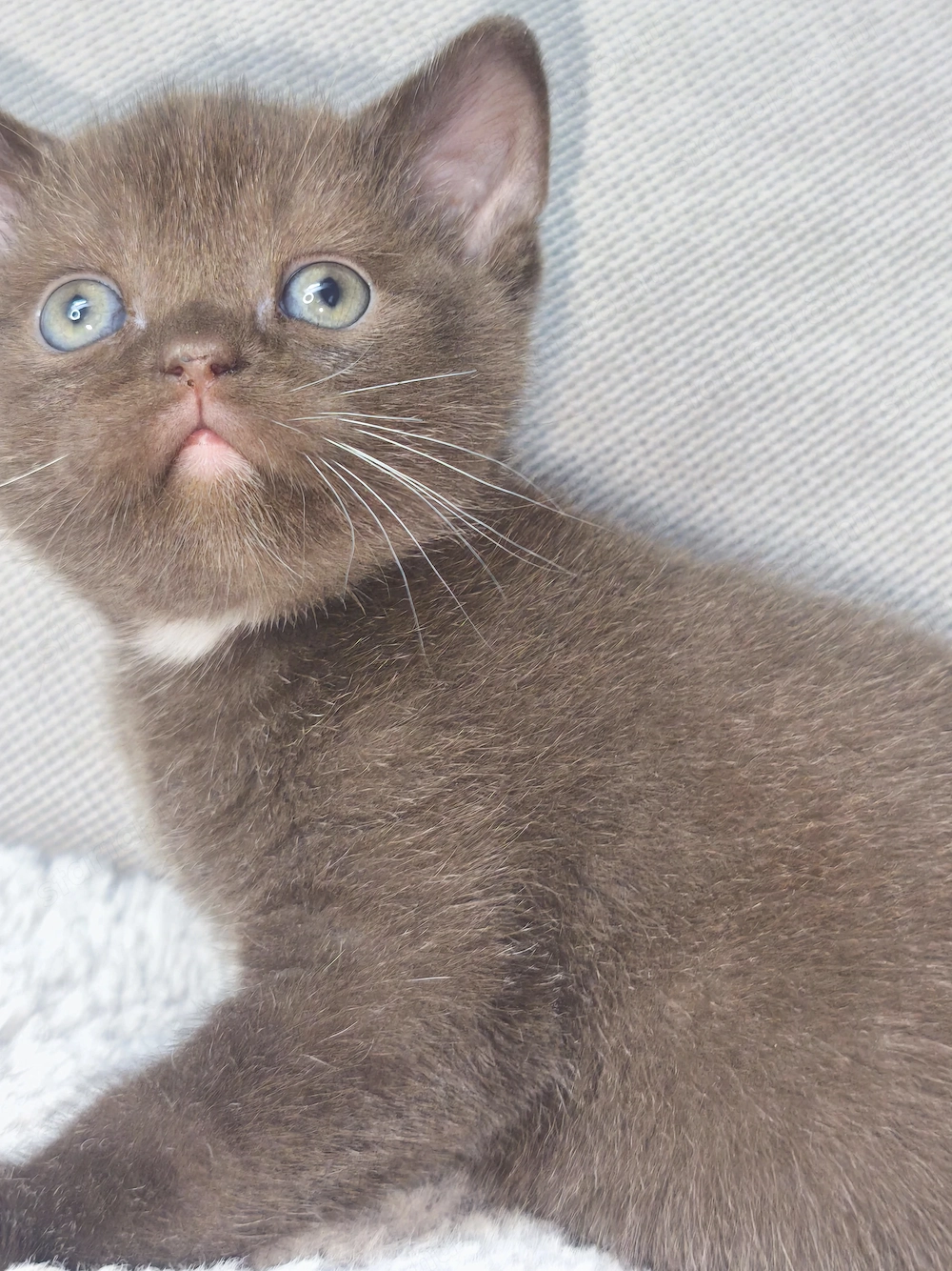 Brit csokoládé kiskandúr eladó!