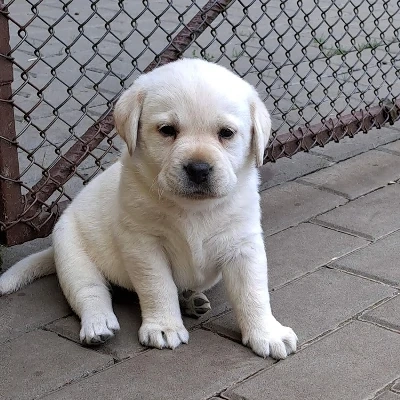 Labrador kiskutyák gazdit keresnek 