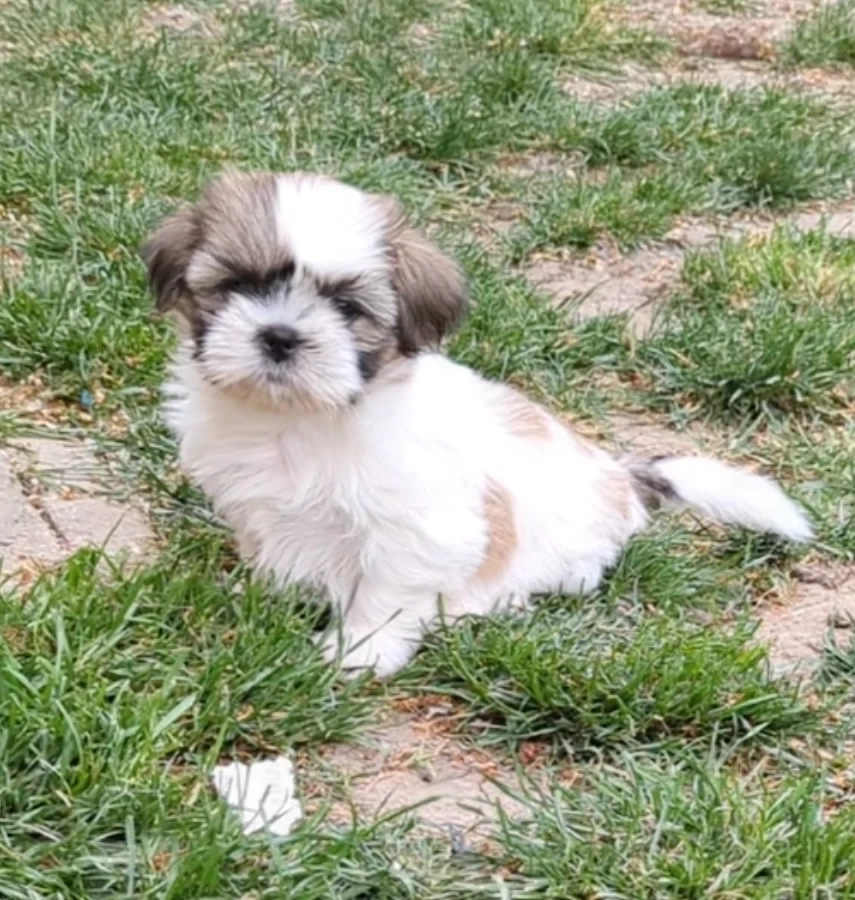 Shih Tzu kölykök