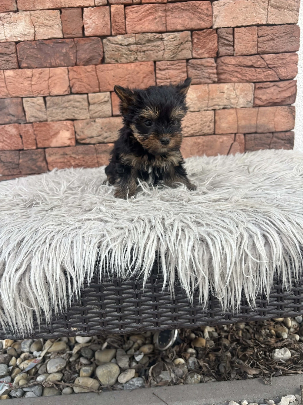 Mini yorki kislányka 