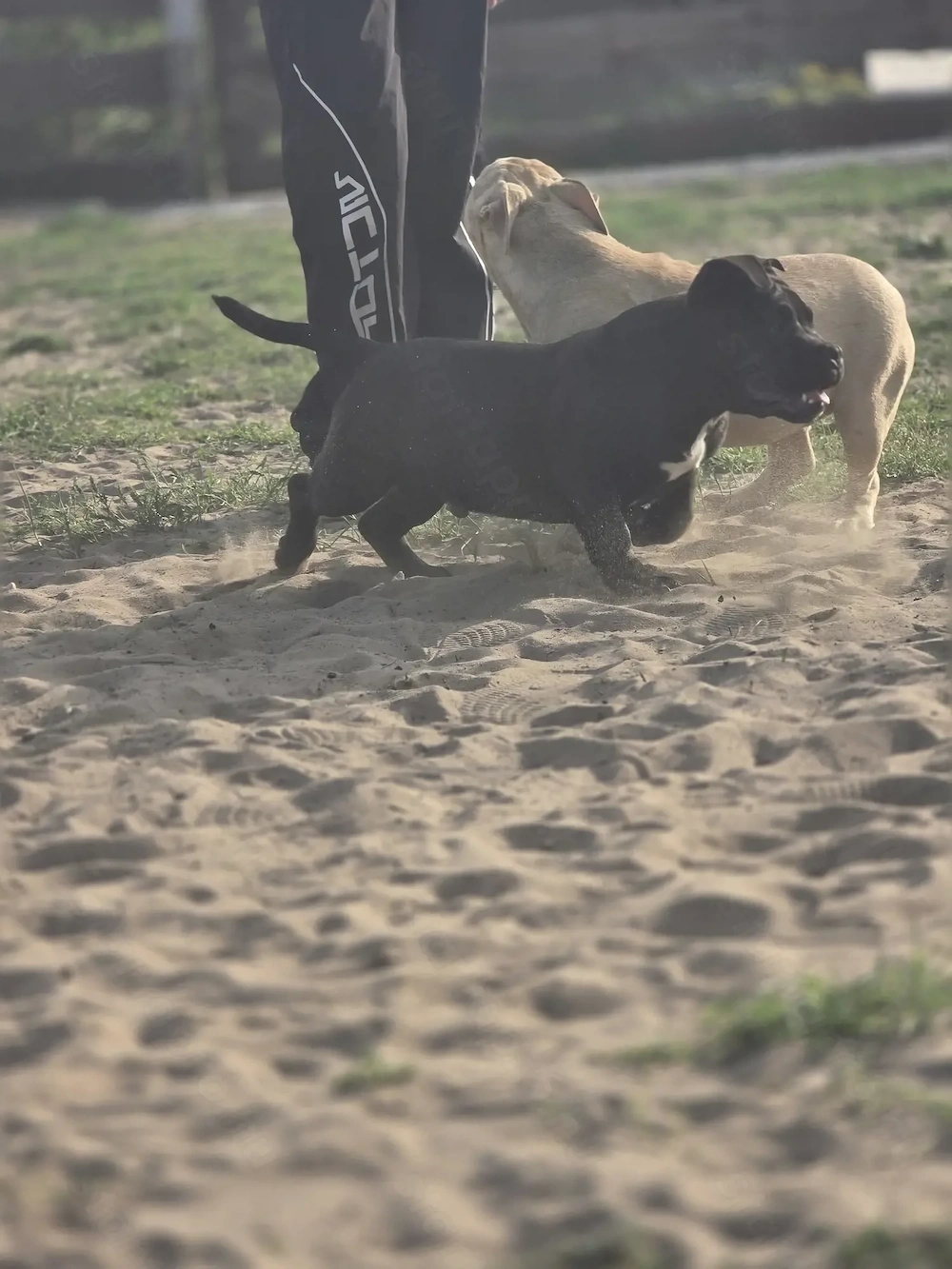 American bully kiskutyák 