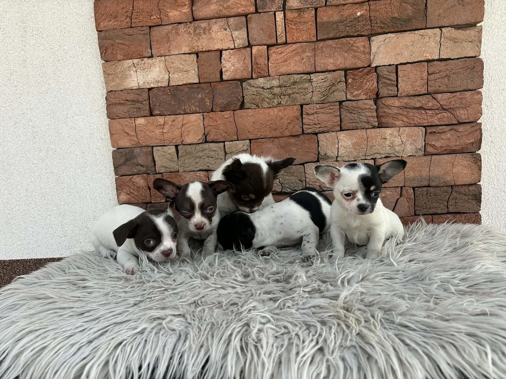 Chihuahua csivava kiskuty k