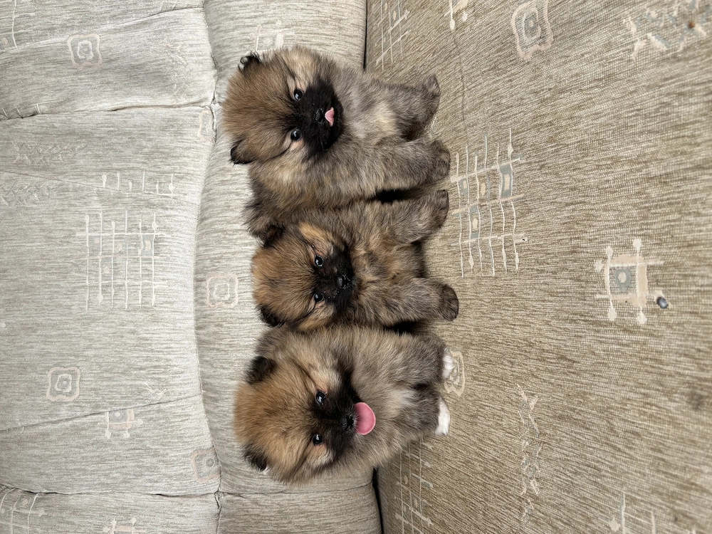 Pomi Piciméretű kiskutyák eladók