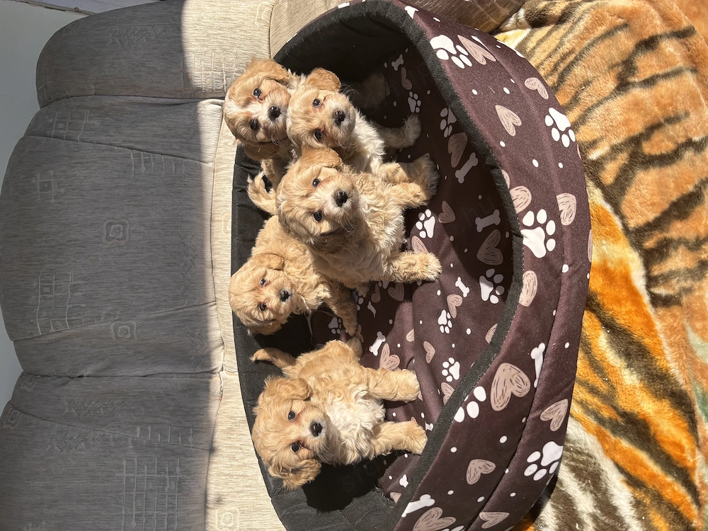 Maltipoo Kiskutyák eladók