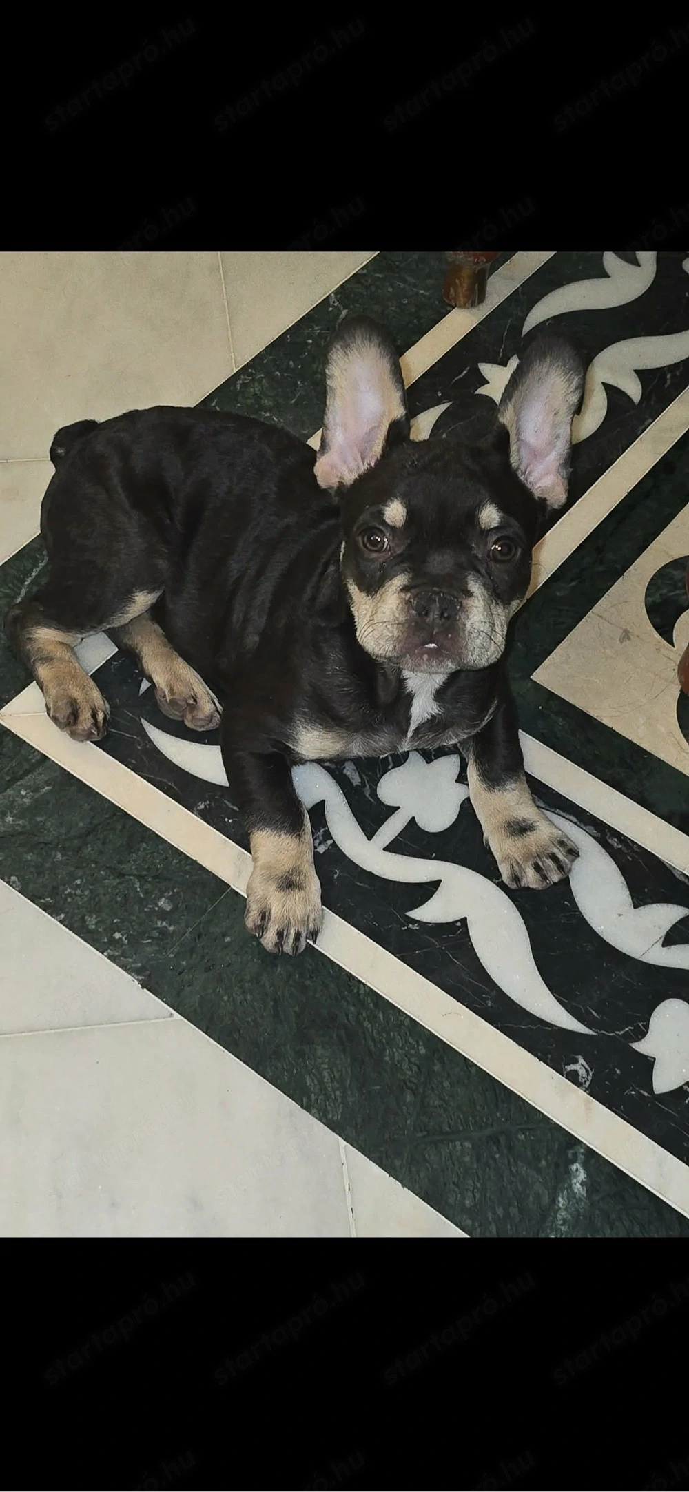 Francia bulldog Choco tan kisfiú