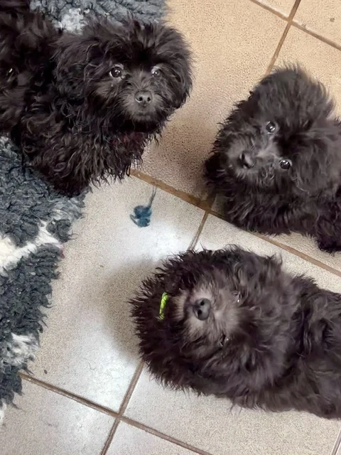 Bolonka Cvetna ritka orosz bichon kiskutyák