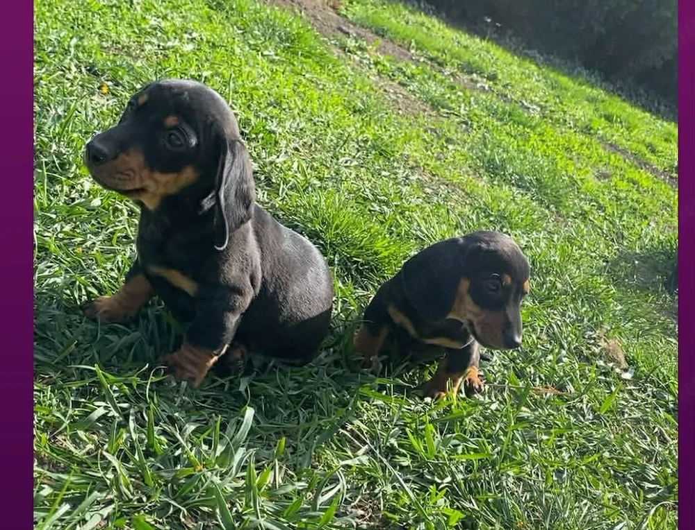 Tacskó kiskutyák Felete cser 1 szuka 2 kan eladó