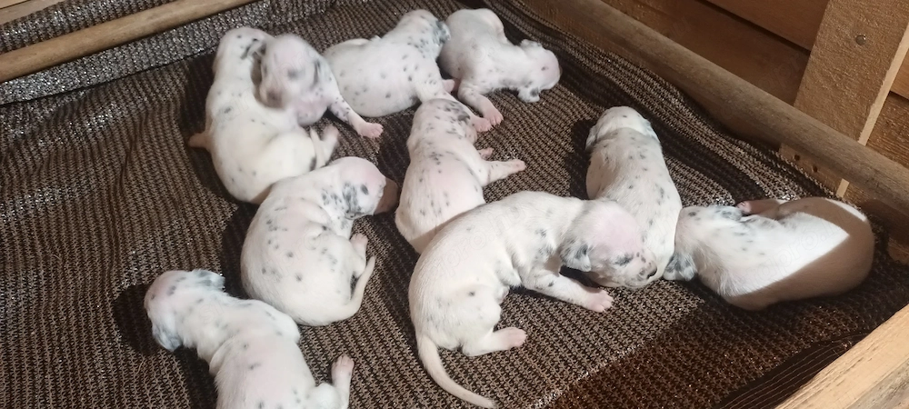 Dalmata törzskönyvezett kiskutyák szerető gazdát keresnek