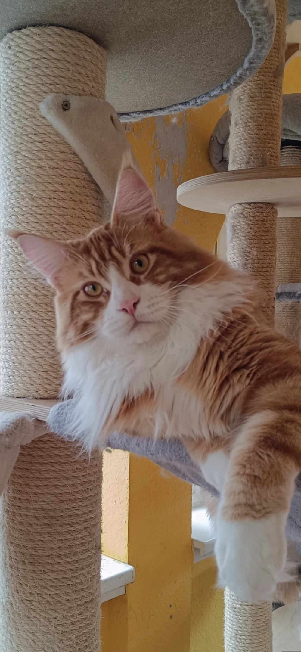 Maine coon kandúr 
