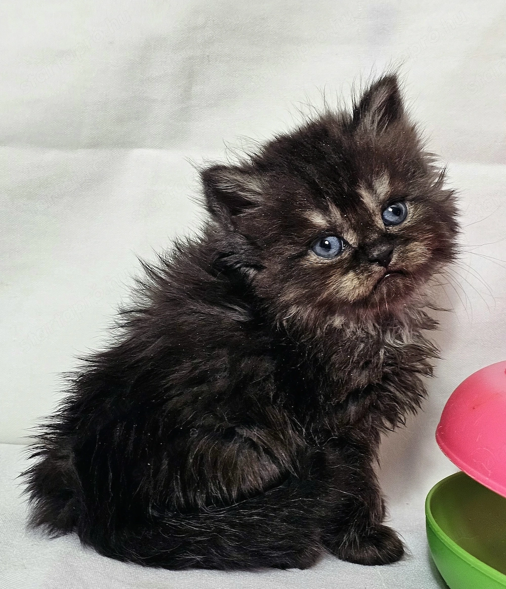 Eladó Selkirk Rex Longhair fiú cica baba