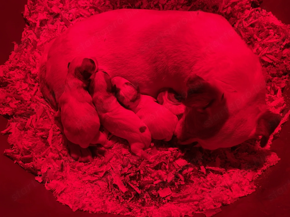 Jack russel terrier kölykök keresik álom otthonukat