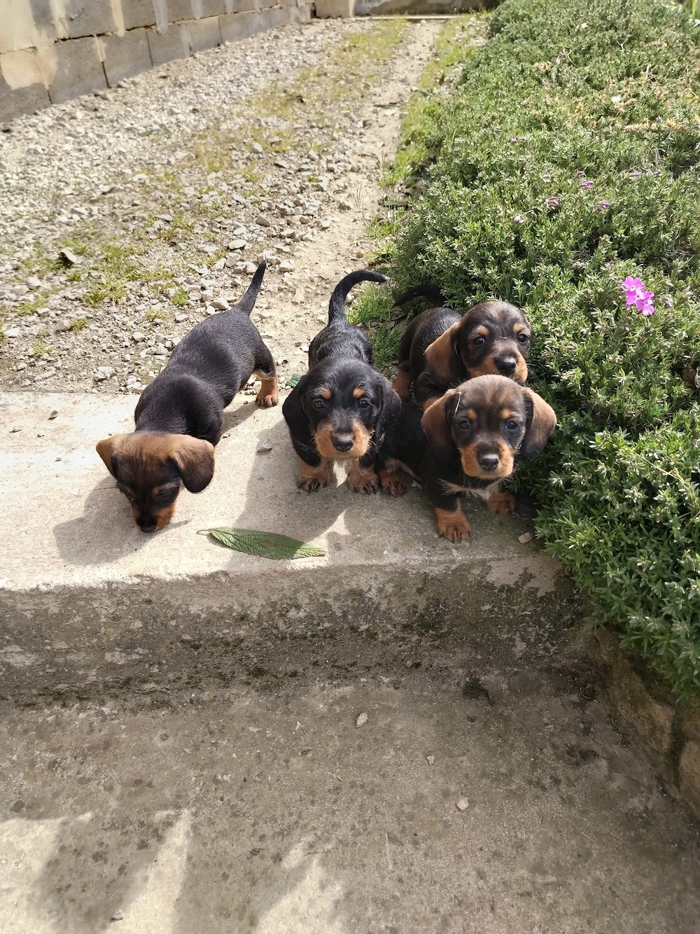 Fajtatiszta Törpetacsko