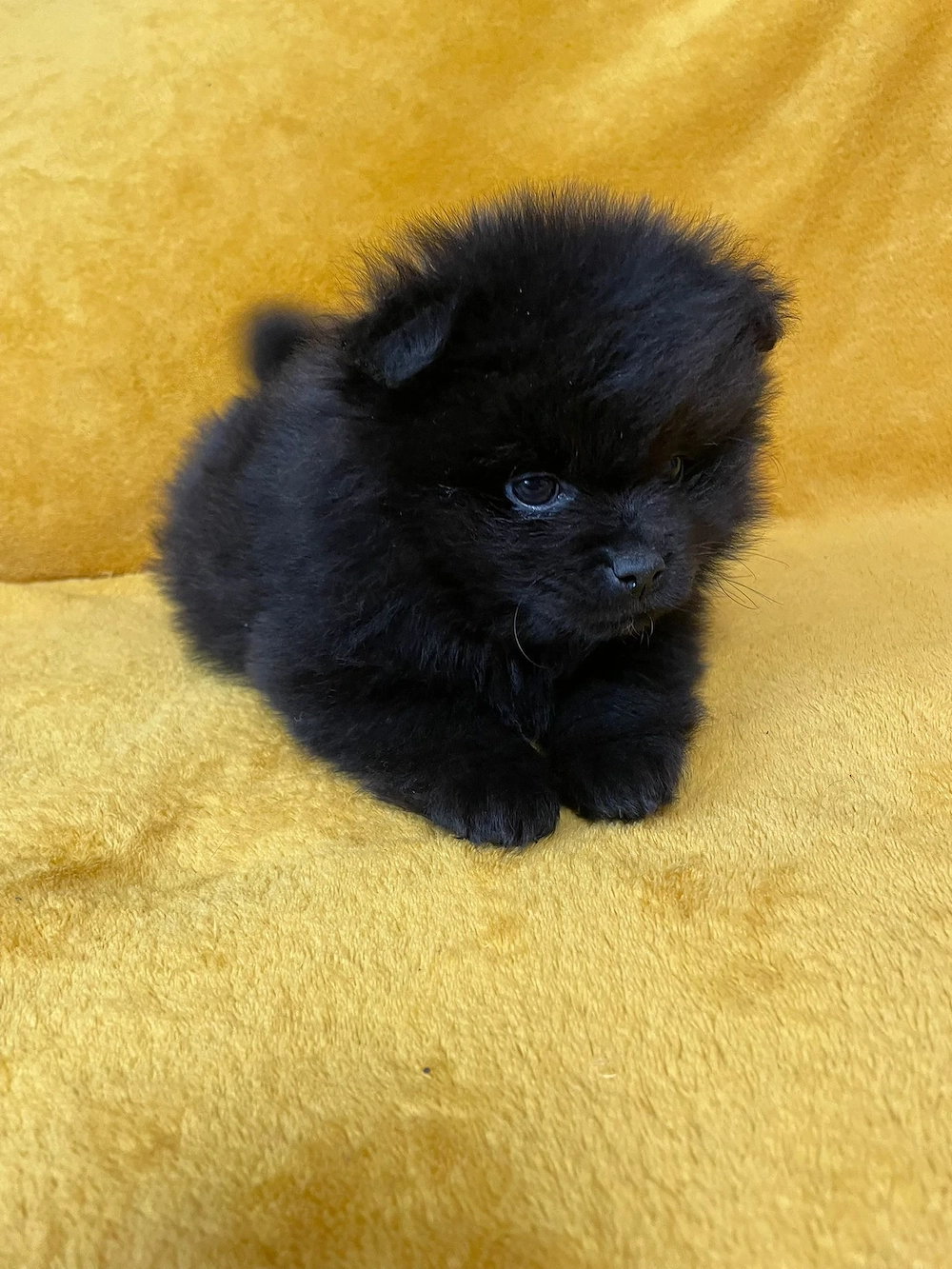 Törpe spicc kiskutyák 