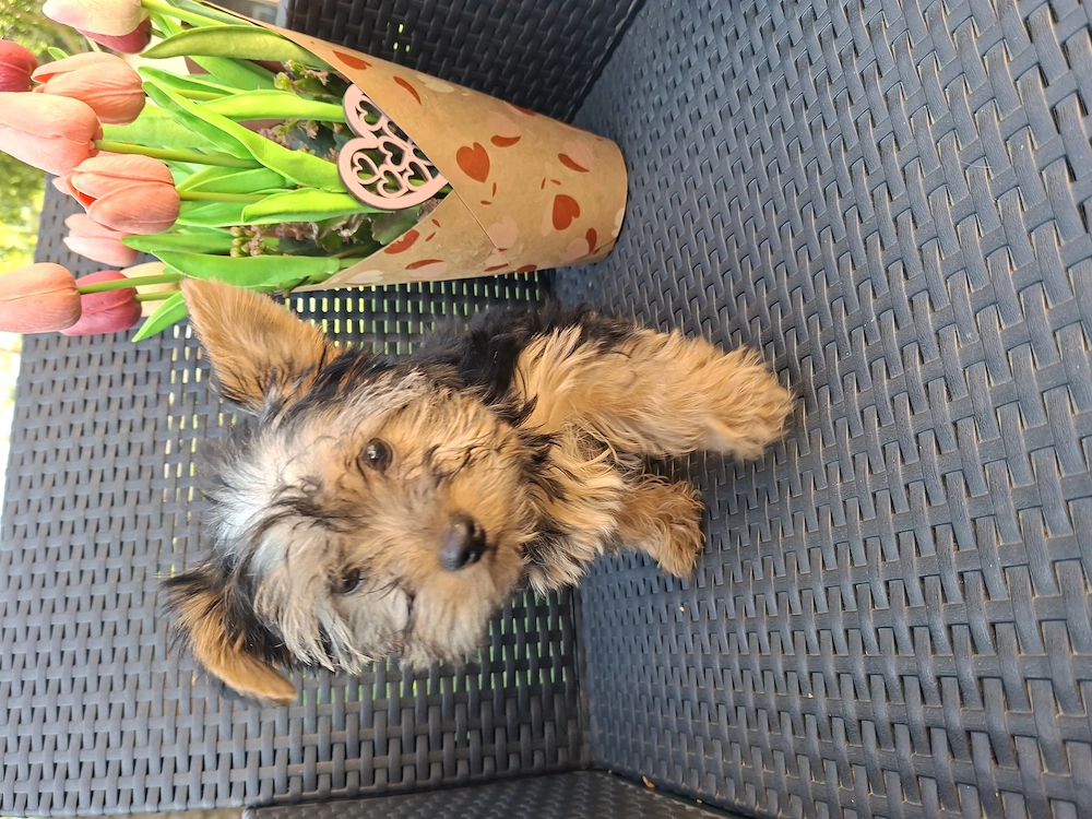 12 hetes kicsi méretű gyönyörűséges yorkshír terrier kisfiú