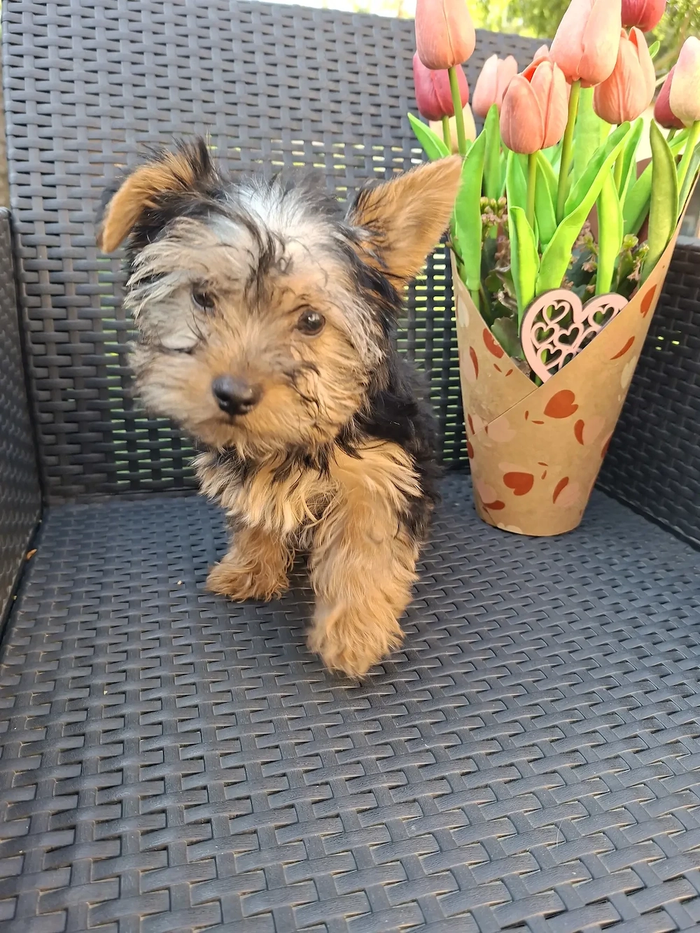  yorkshír terrier kisfiú eladó