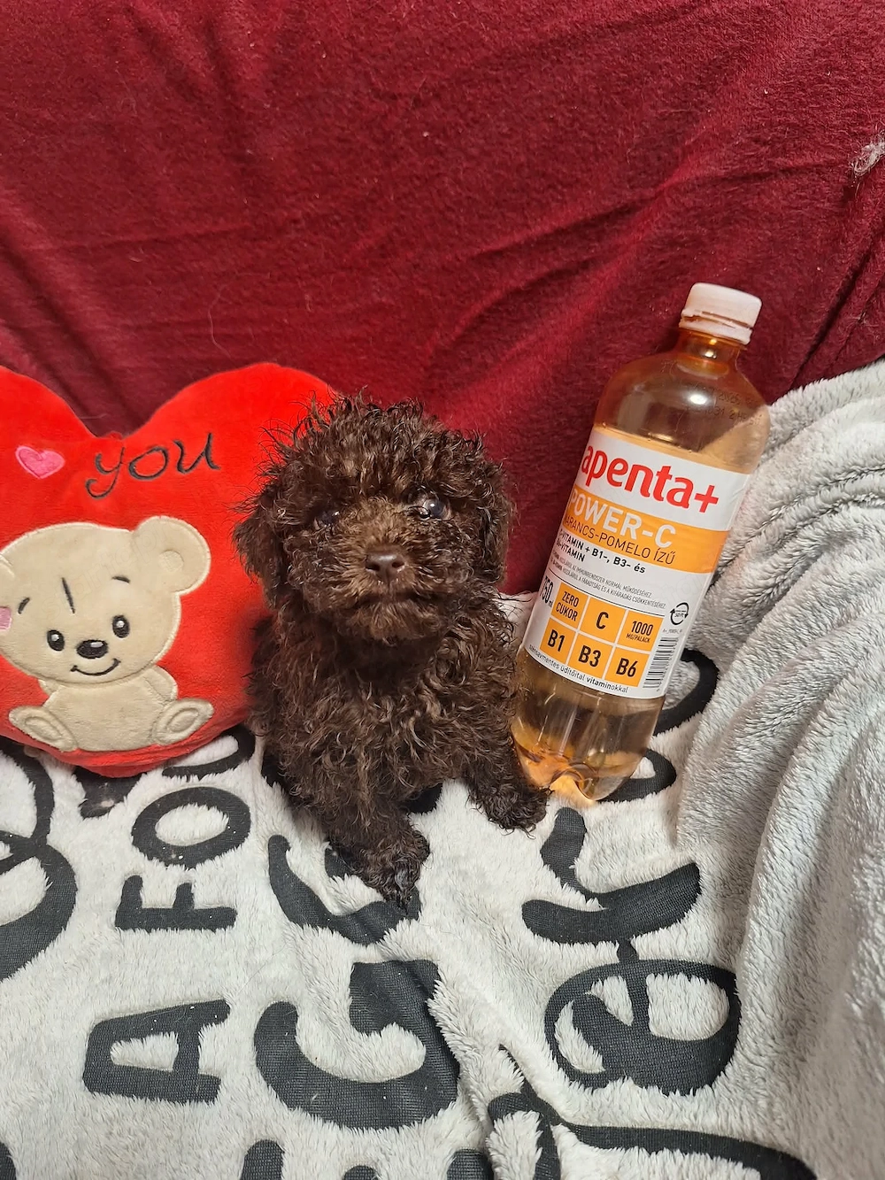 Tecap méretű csoki uszkár kisfiú