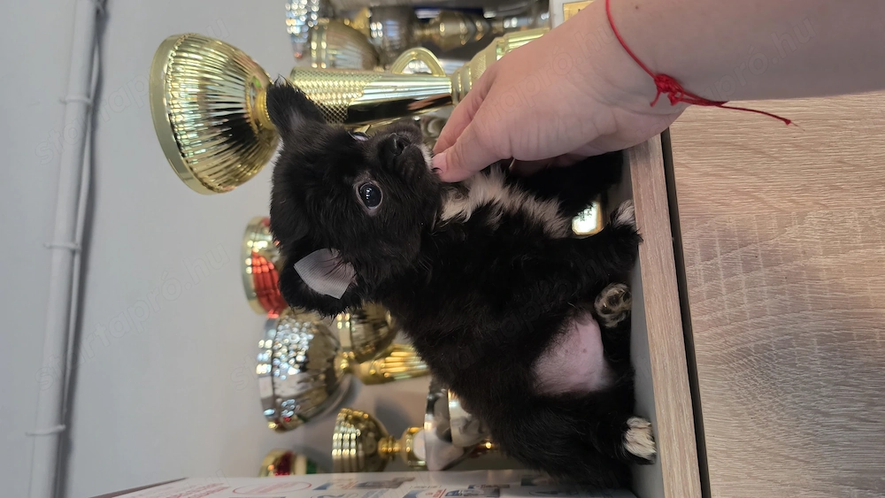 Törzskönyves hosszú szörű csivava chihuahua fiúcska 