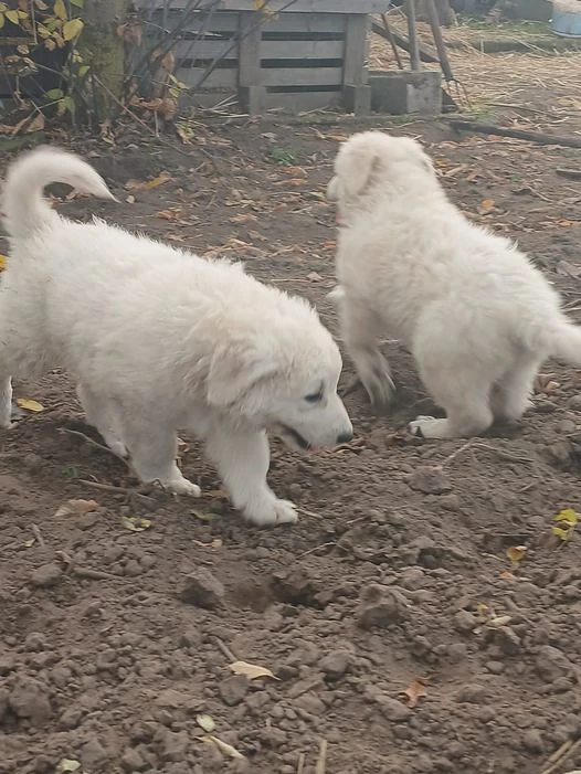 Kuvasz szuka kiskutyák eladók