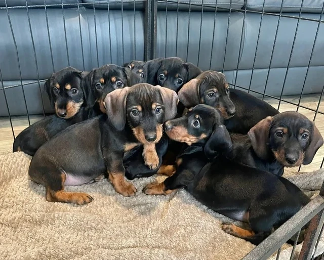 Tacskó kölykök gazdit keresnek