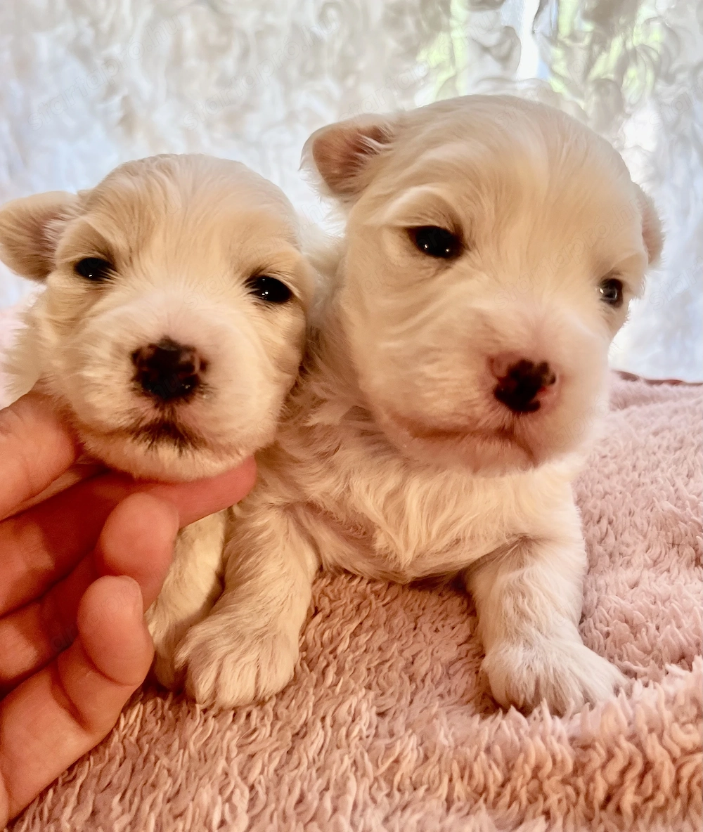 Máltai kiskutyák foglalhatók, eladók !