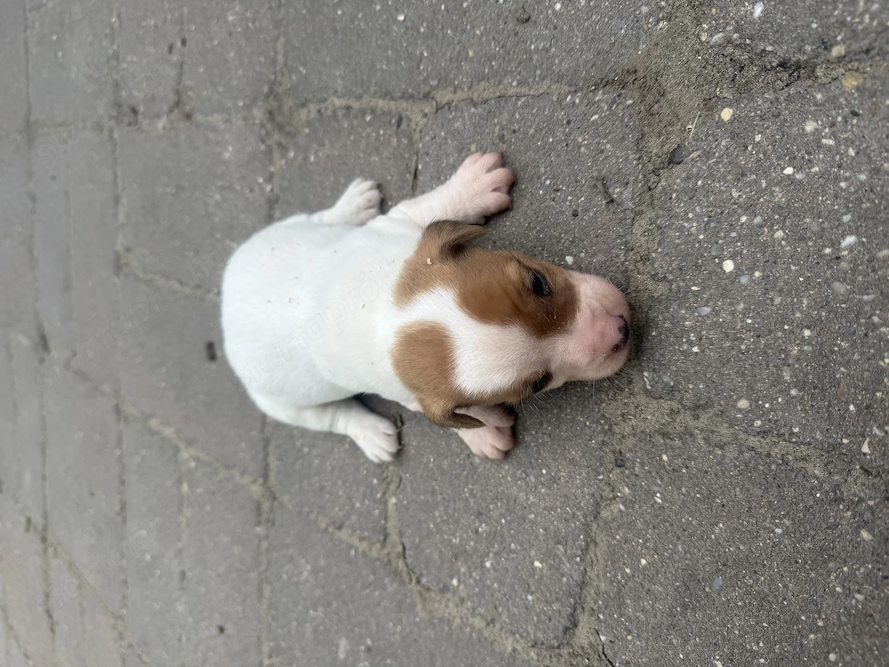 Jack russel terrier kiskutyák