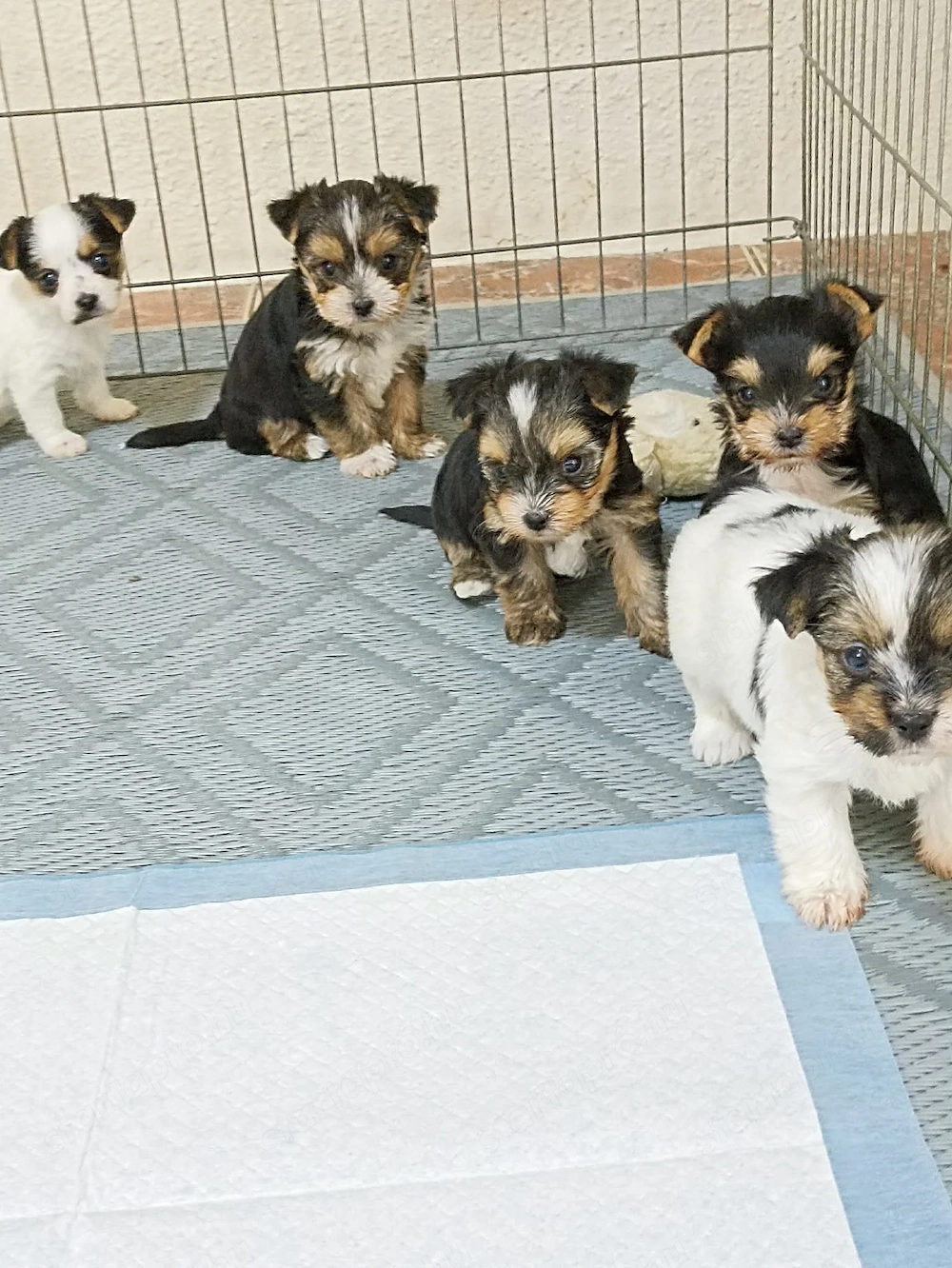 yorkshire terier kiskuty k