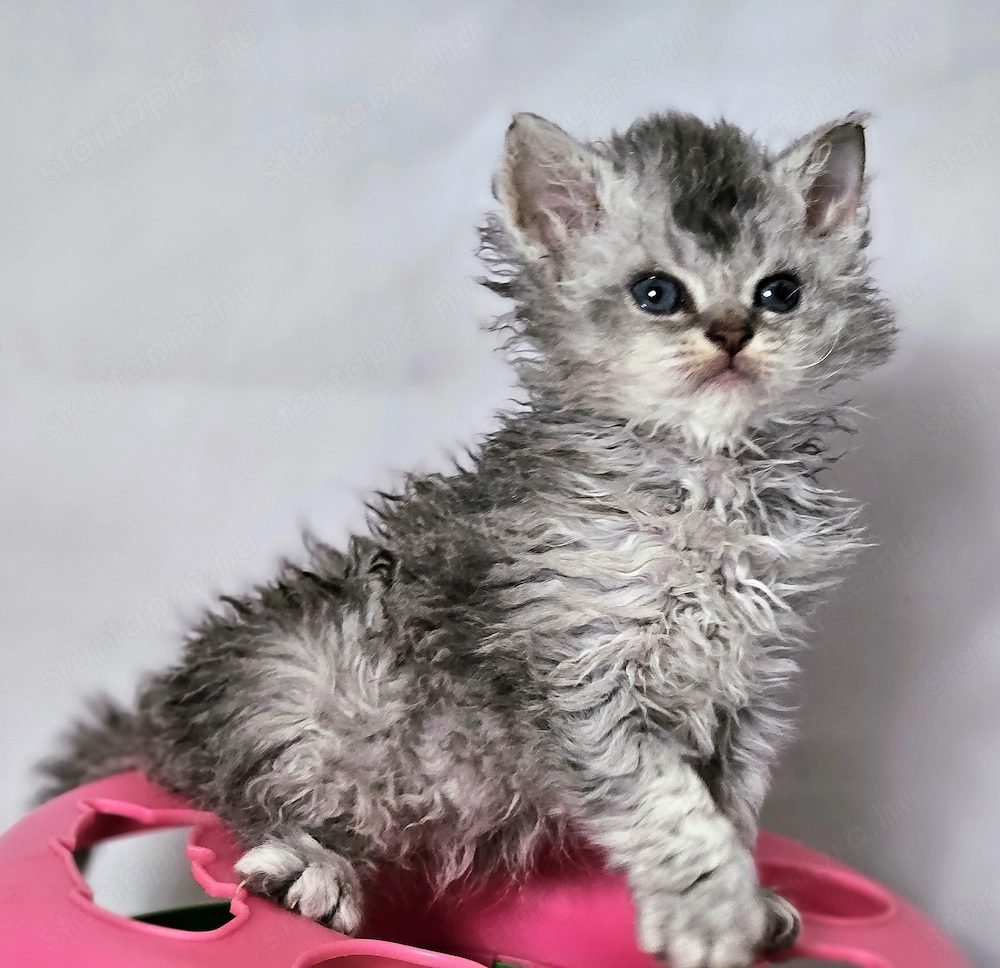 Eladó Selkirk Rex göndör szőrű cica baba