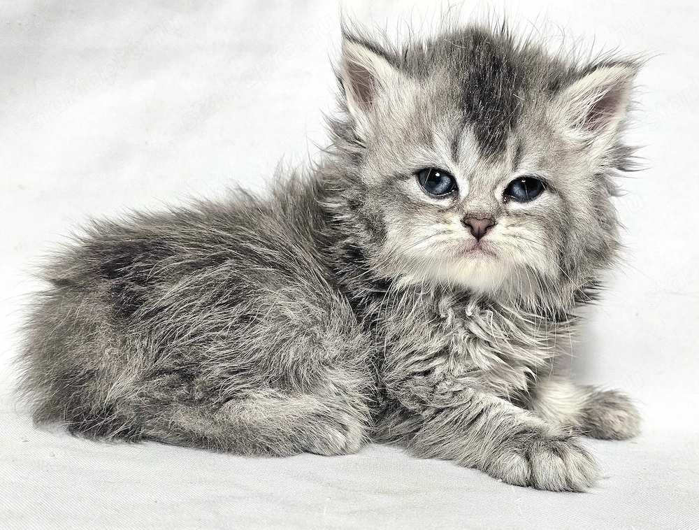 Eladó  hosszú  szőrű Selkirk Rex kisfíú cica baba.